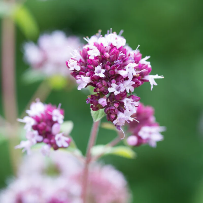 6x Zier-Dost 'Herrenhausen' kaufen – Origanum laevigatum | Höhe 10–25 cm, Ø 9 cm