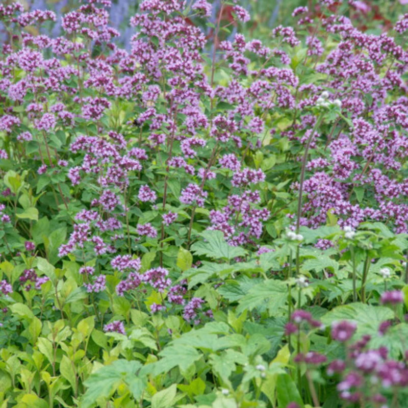 6x Zier-Dost 'Herrenhausen' kaufen – Origanum laevigatum | Höhe 10–25 cm, Ø 9 cm