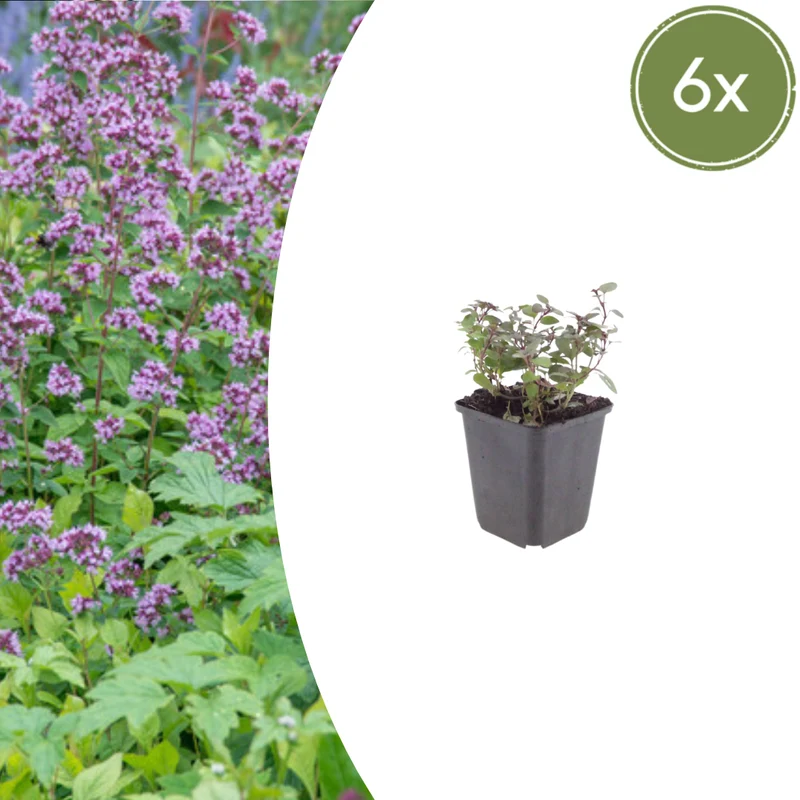 6x Zier-Dost 'Herrenhausen' kaufen – Origanum laevigatum | Höhe 10–25 cm, Ø 9 cm