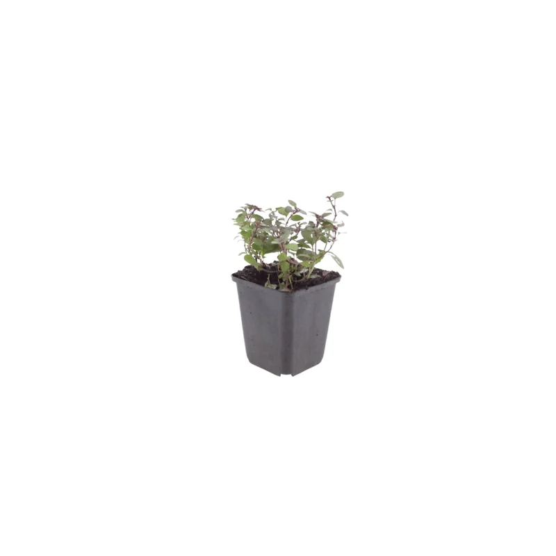 6x Zier-Dost 'Herrenhausen' kaufen – Origanum laevigatum | Höhe 10–25 cm, Ø 9 cm