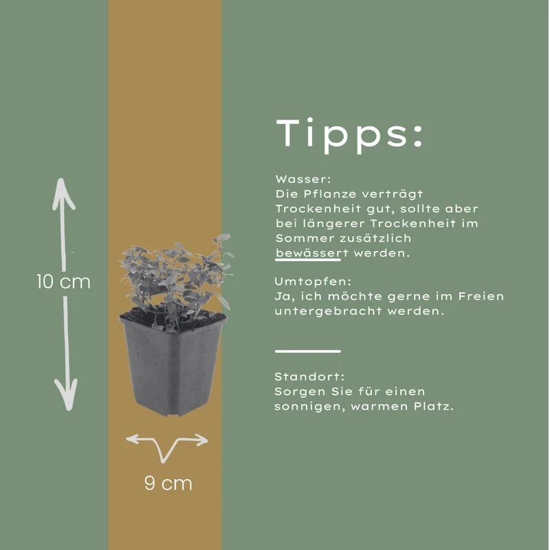 6x Zier-Dost 'Herrenhausen' kaufen – Origanum laevigatum | Höhe 10–25 cm, Ø 9 cm