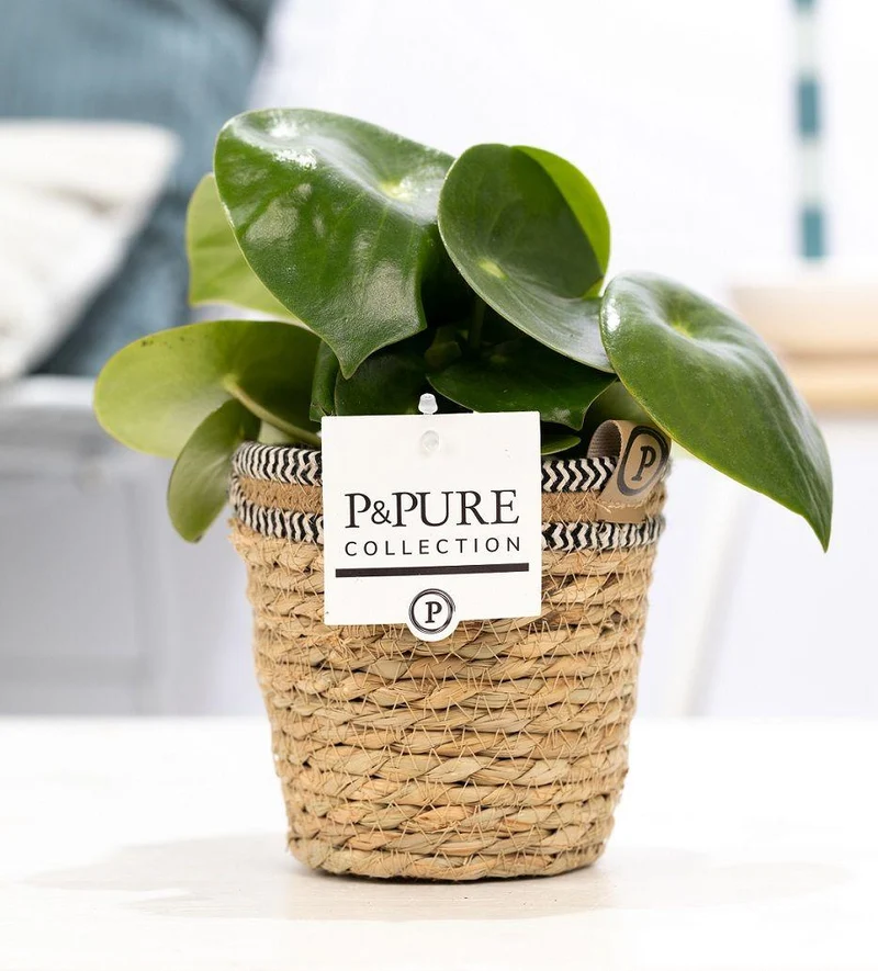 Zwergpfeffer kaufen – Peperomia Raindrop In P&PURE Basket - Ø12cm - ↕25cm