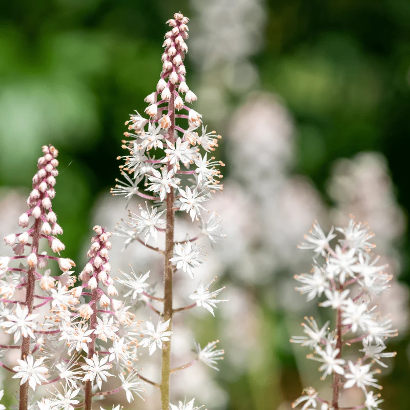 6x Schaumblüte kaufen – Tiarella cordifolia - ↕10-25cm - Ø9cm