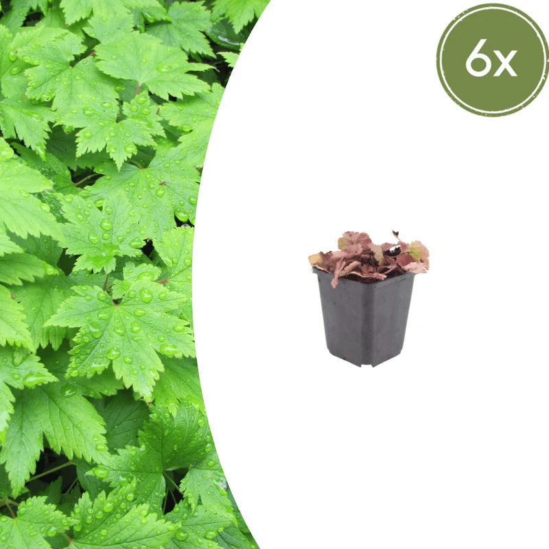 6x Schaumblüte kaufen – Tiarella cordifolia - ↕10-25cm - Ø9cm