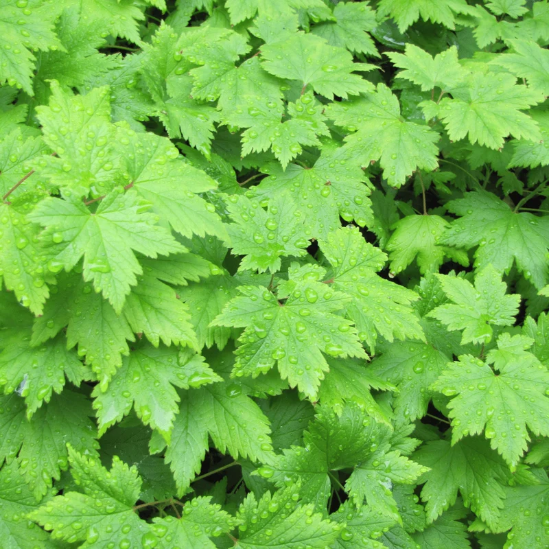 6x Schaumblüte kaufen – Tiarella cordifolia - ↕10-25cm - Ø9cm
