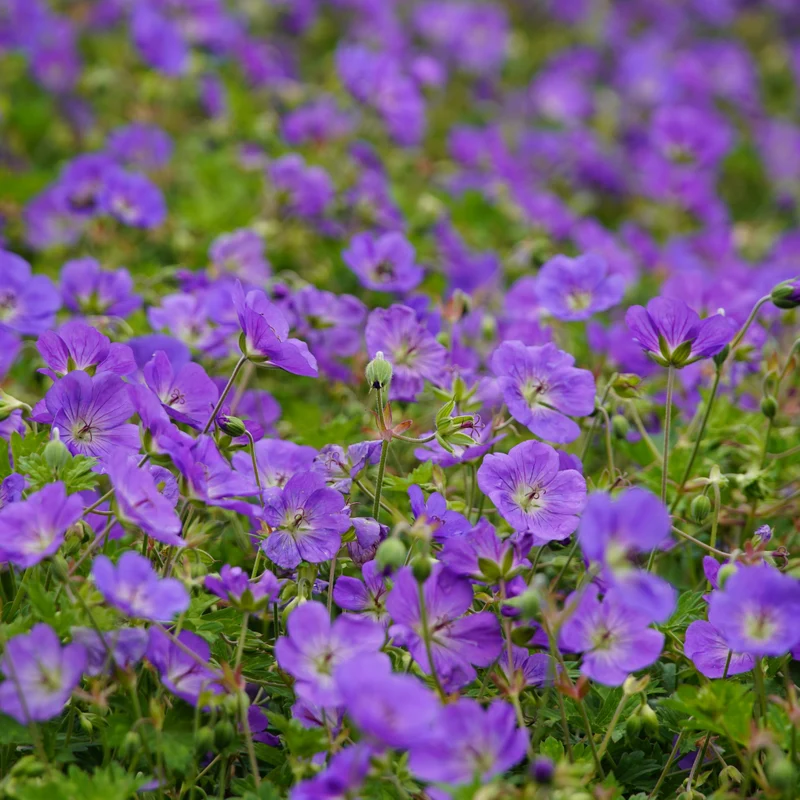 6x Storchschnabel 'Azure Rush' kaufen – Geranium | Dauerblüher Juni–Oktober, Höhe 10–25 cm