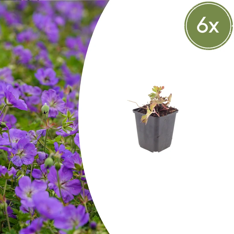 6x Storchschnabel 'Azure Rush' kaufen – Geranium | Dauerblüher Juni–Oktober, Höhe 10–25 cm
