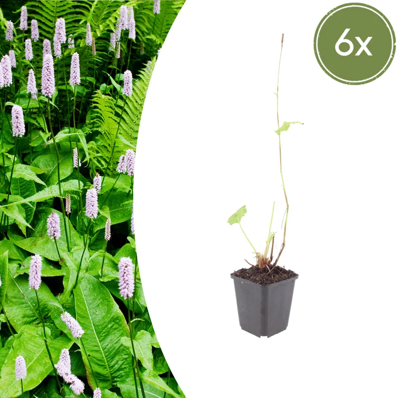 6x Persicaria a. 'Alba' - ↕10-25cm - Ø9cm