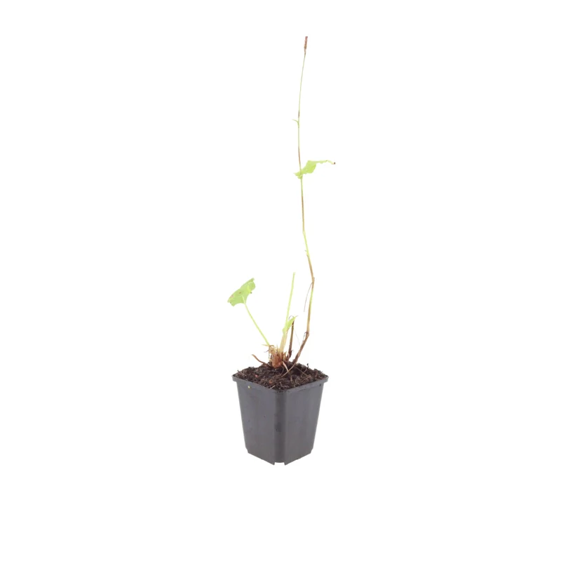 6x Persicaria a. 'Alba' - ↕10-25cm - Ø9cm