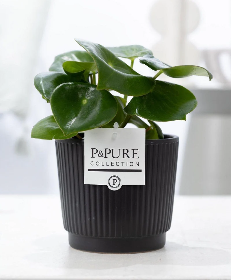 Peperomia Raindrop In P&PURE Liv Ceramics Matt Black - Ø12cm - ↕25cm
