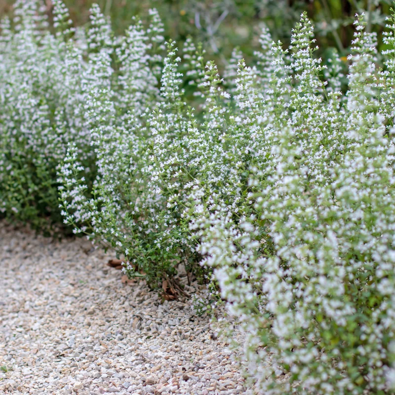 6x Steinquendel kaufen – Calamintha nepeta | Bergminze, Höhe 10–25 cm, Ø 9 cm