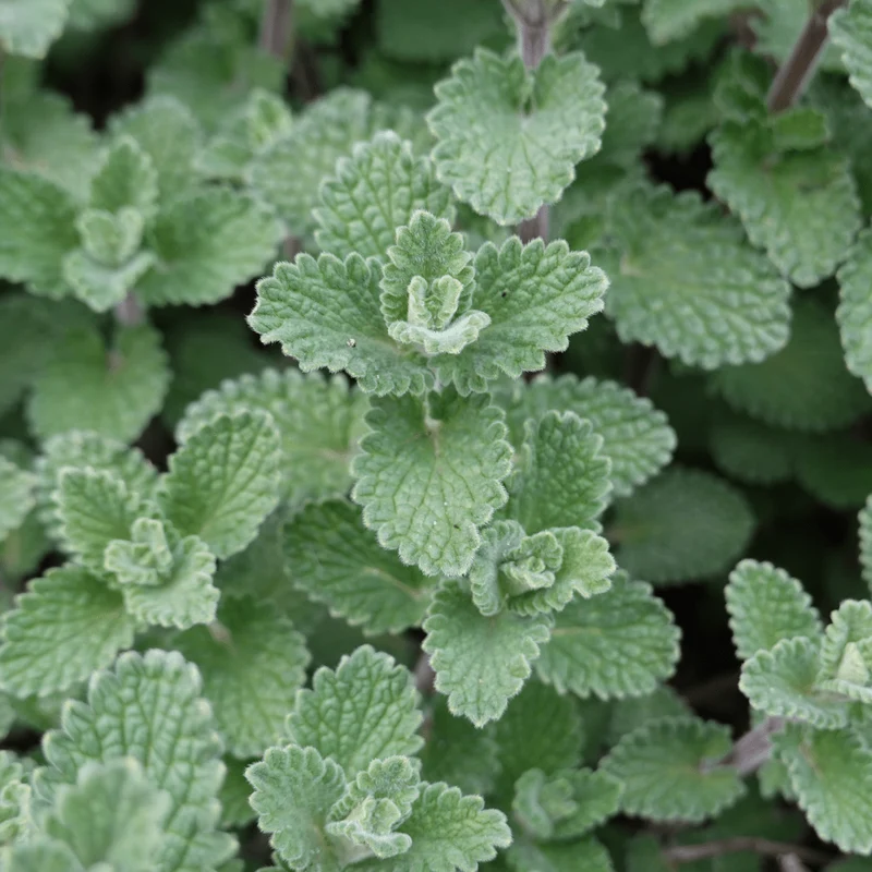 6x Steinquendel kaufen – Calamintha nepeta | Bergminze, Höhe 10–25 cm, Ø 9 cm