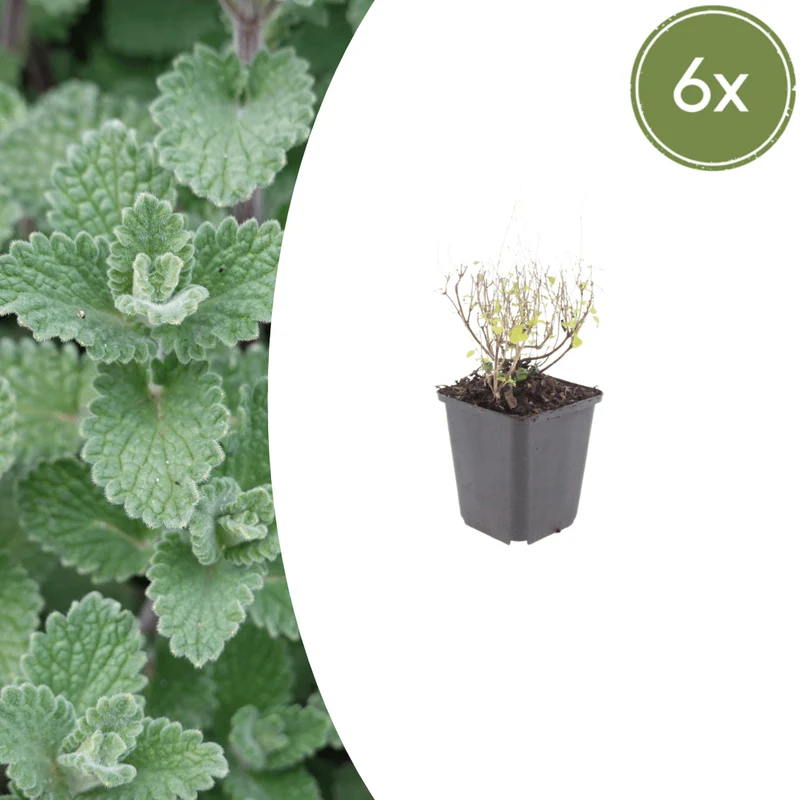 6x Steinquendel kaufen – Calamintha nepeta | Bergminze, Höhe 10–25 cm, Ø 9 cm