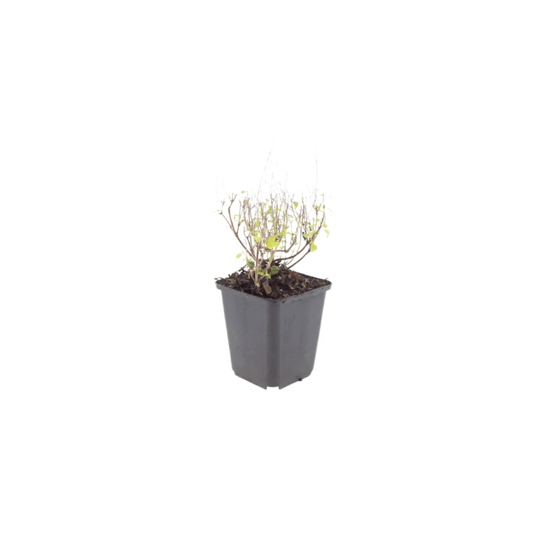 6x Steinquendel kaufen – Calamintha nepeta | Bergminze, Höhe 10–25 cm, Ø 9 cm