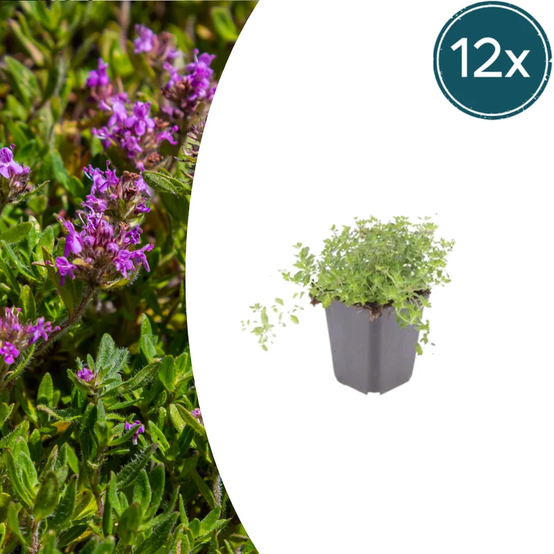 12x Thymian serpyllum - Höhe 10-25 cm - Ø 9 cm