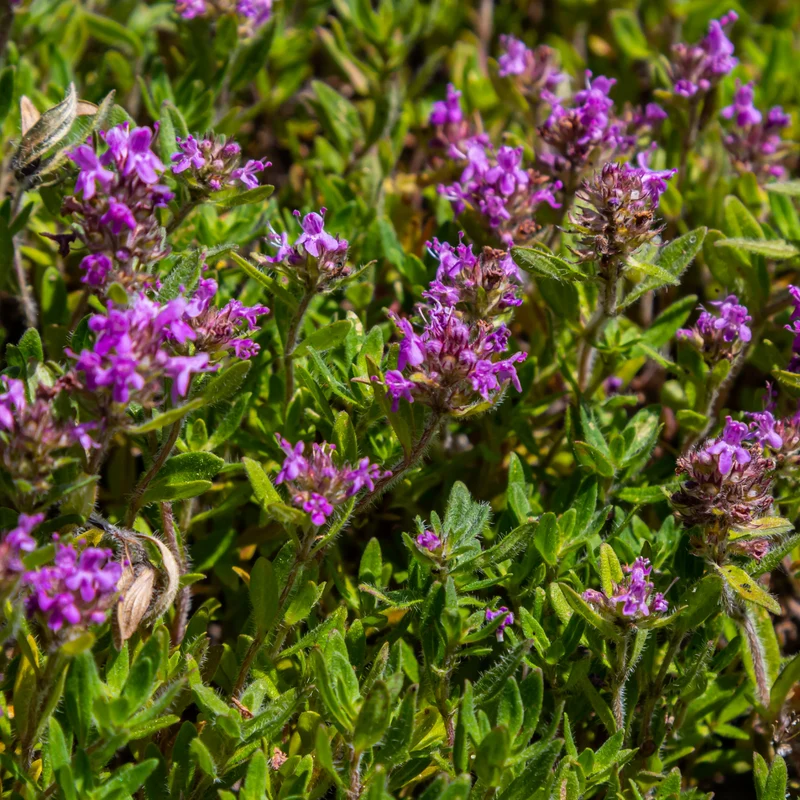 Thymian Bodendecker kaufen – Thymus serpyllum, 24 Pflanzen, winterhart