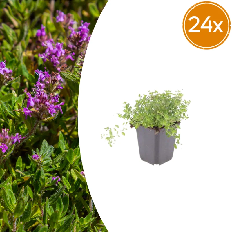 Thymian Bodendecker kaufen – Thymus serpyllum, 24 Pflanzen, winterhart