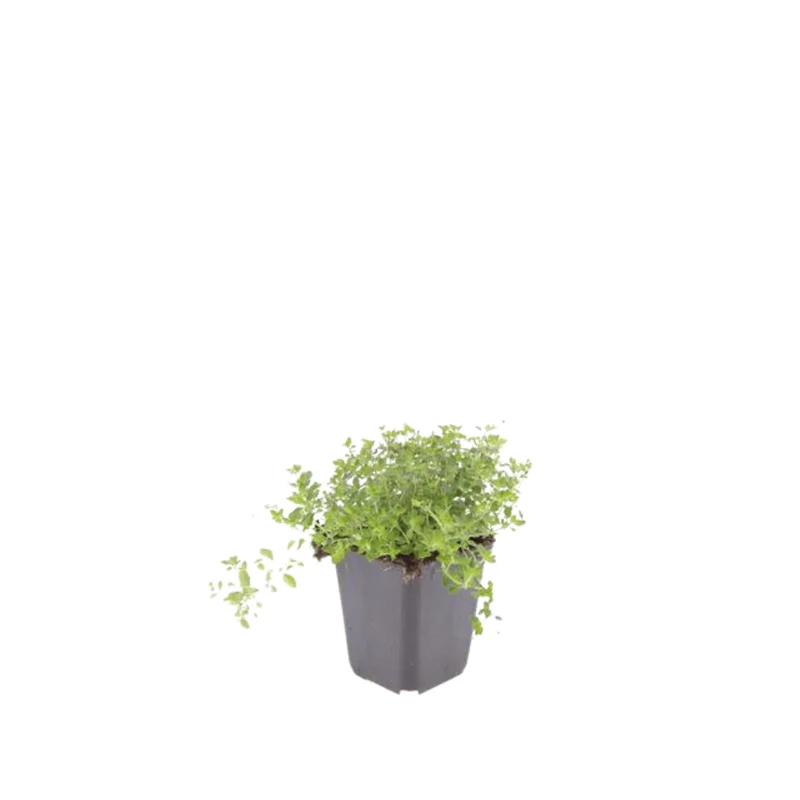 Thymian Bodendecker kaufen – Thymus serpyllum, 24 Pflanzen, winterhart