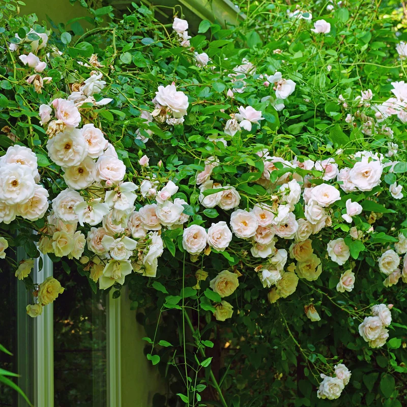 Kletterrose - Rose New Dawn - Blüte Hellrosa - Wenig Pflege - 2 Pflanzen - Topf 11cm Höhe 40cm