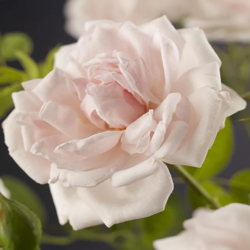 Kletterrose - Rose New Dawn - Blüte Hellrosa - Wenig Pflege - 2 Pflanzen - Topf 11cm Höhe 40cm