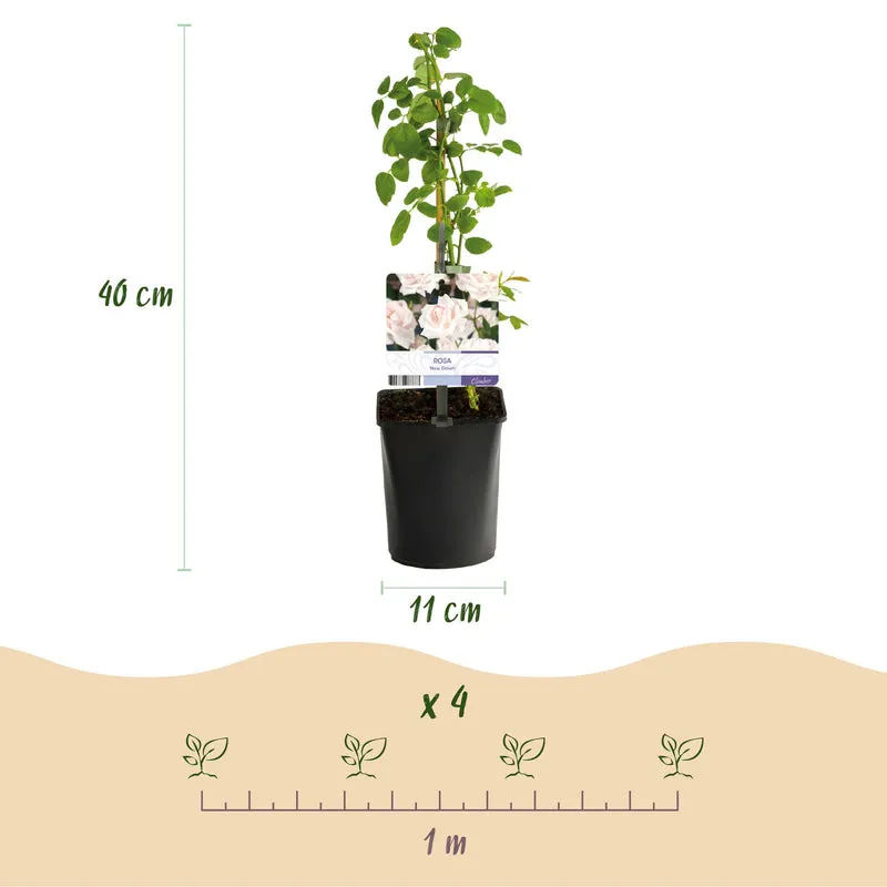 Kletterrose - Rose New Dawn - Blüte Hellrosa - Wenig Pflege - 2 Pflanzen - Topf 11cm Höhe 40cm