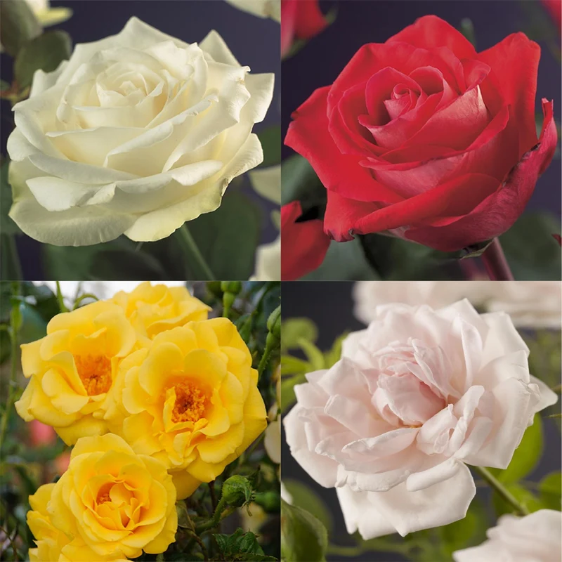 Kletterrose - Rose Rainbow -Rosa Weiß Gelb Rot - Wenig Pflege - 4 Pflanzen - Topf 11cm Höhe 40cm