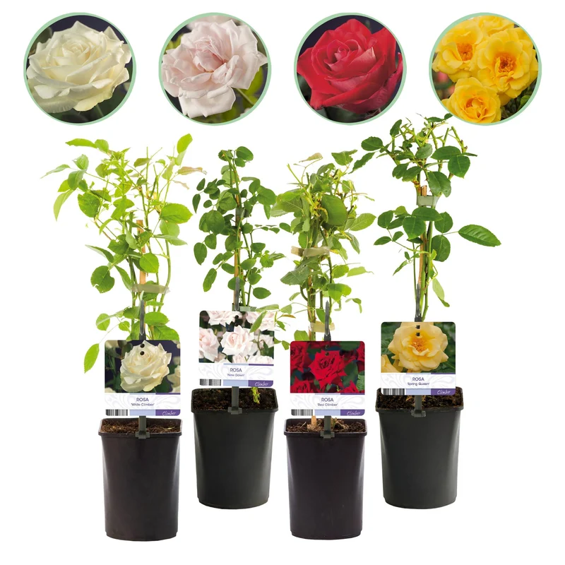 Kletterrose - Rose Rainbow -Rosa Weiß Gelb Rot - Wenig Pflege - 4 Pflanzen - Topf 11cm Höhe 40cm