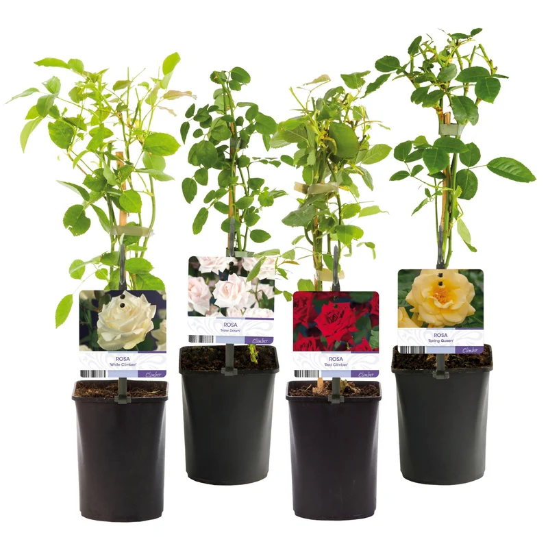 Kletterrose - Rose Rainbow -Rosa Weiß Gelb Rot - Wenig Pflege - 4 Pflanzen - Topf 11cm Höhe 40cm