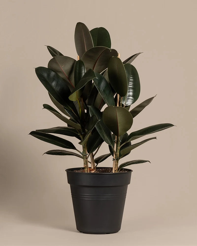 Gummibaum XL