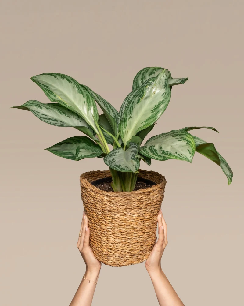 Aglaonema Silver Bay