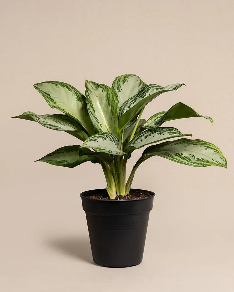 Aglaonema Silver Bay