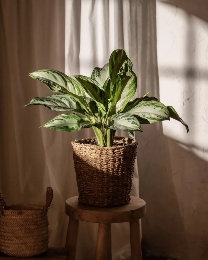 Aglaonema Silver Bay