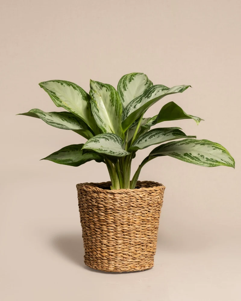 Aglaonema Silver Bay