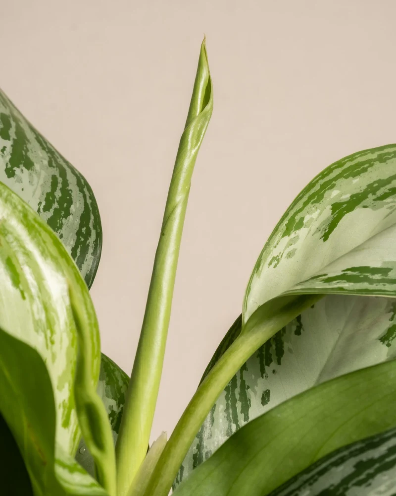 Aglaonema Silver Bay