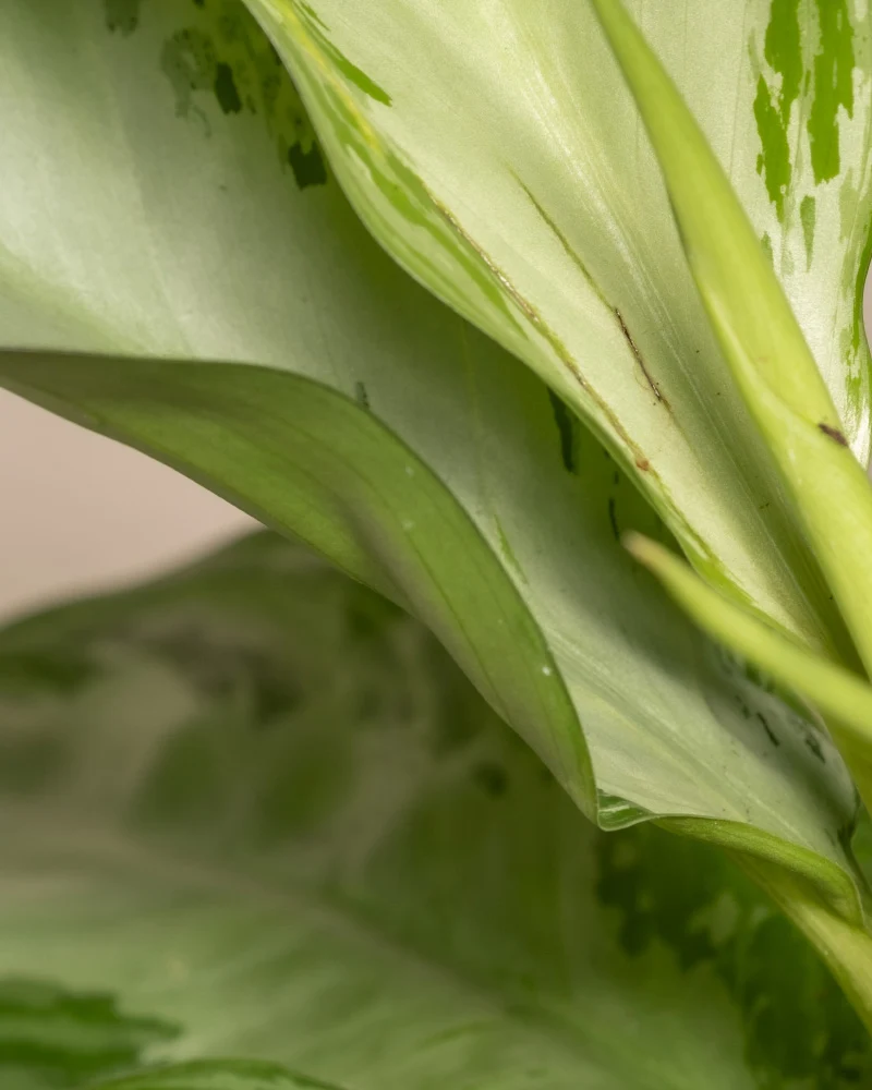 Aglaonema Silver Bay
