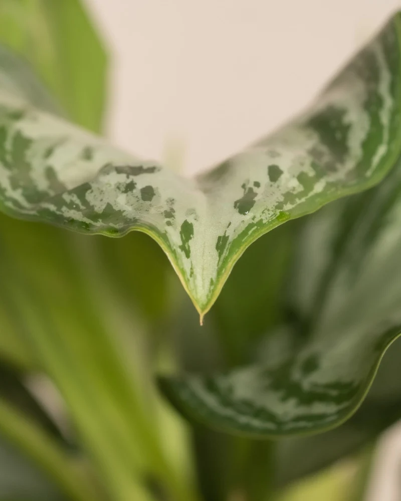 Aglaonema Silver Bay