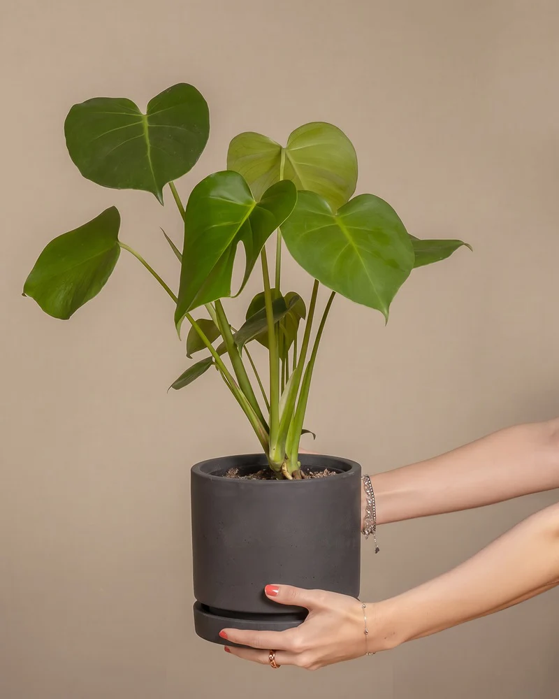 Monstera