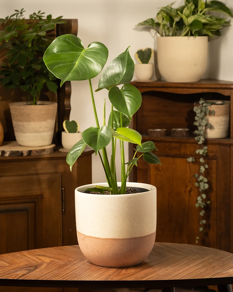 Monstera