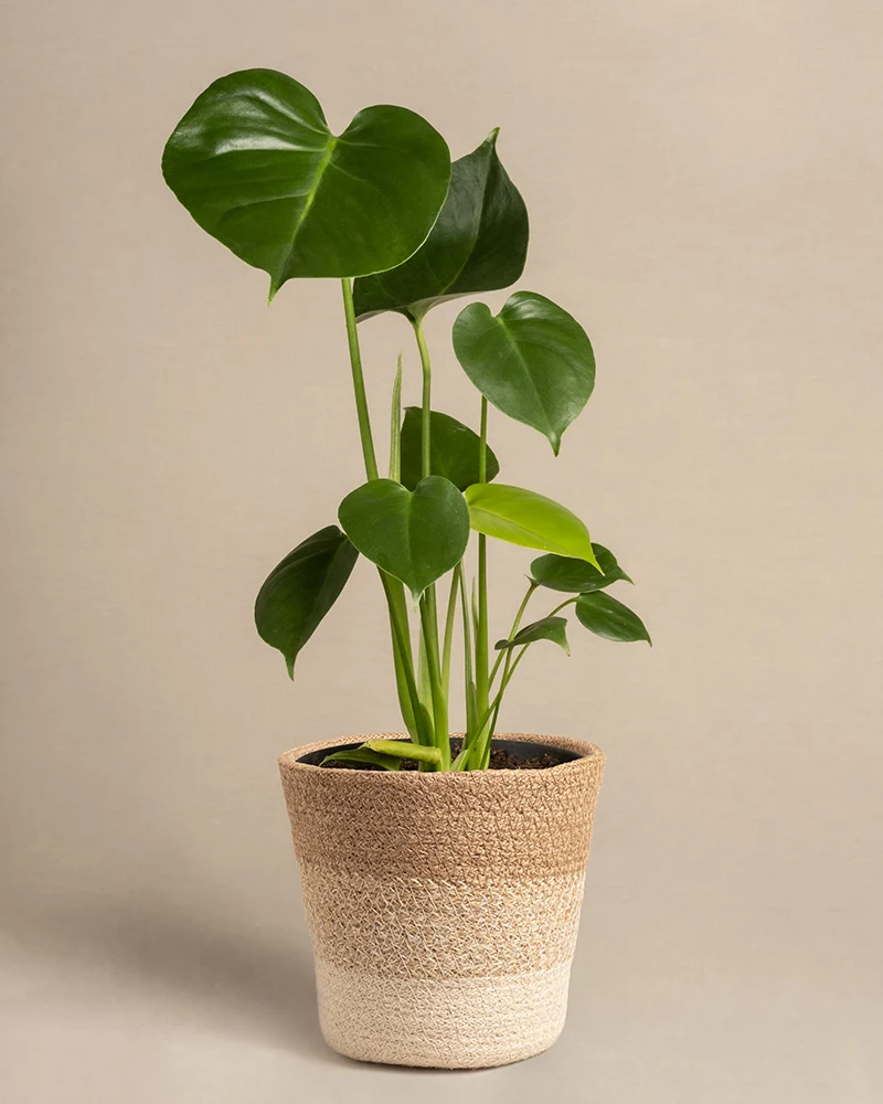 Monstera