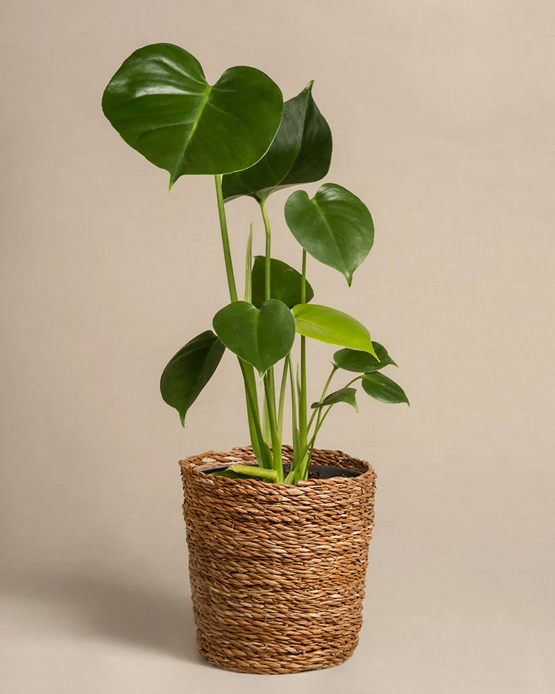 Monstera