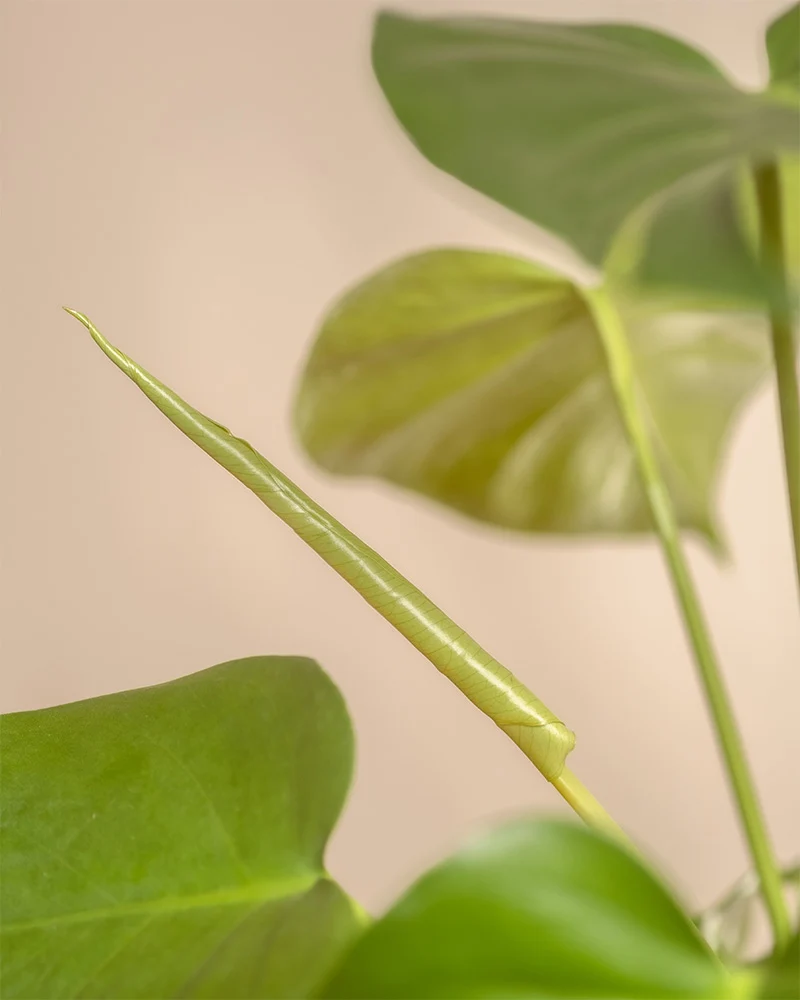 Monstera