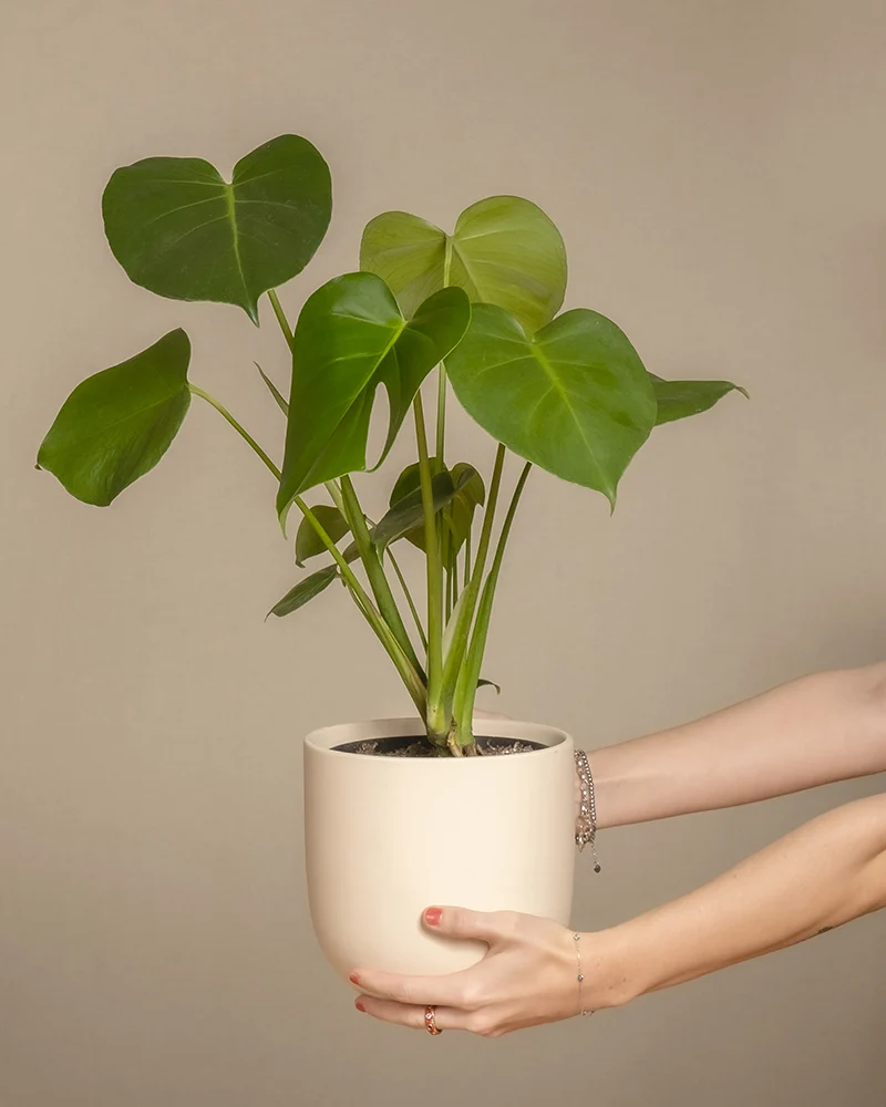 Monstera
