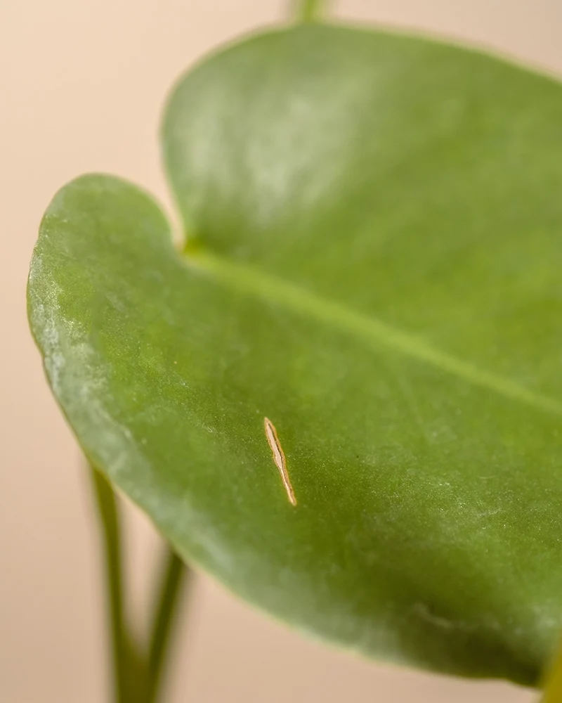 Monstera