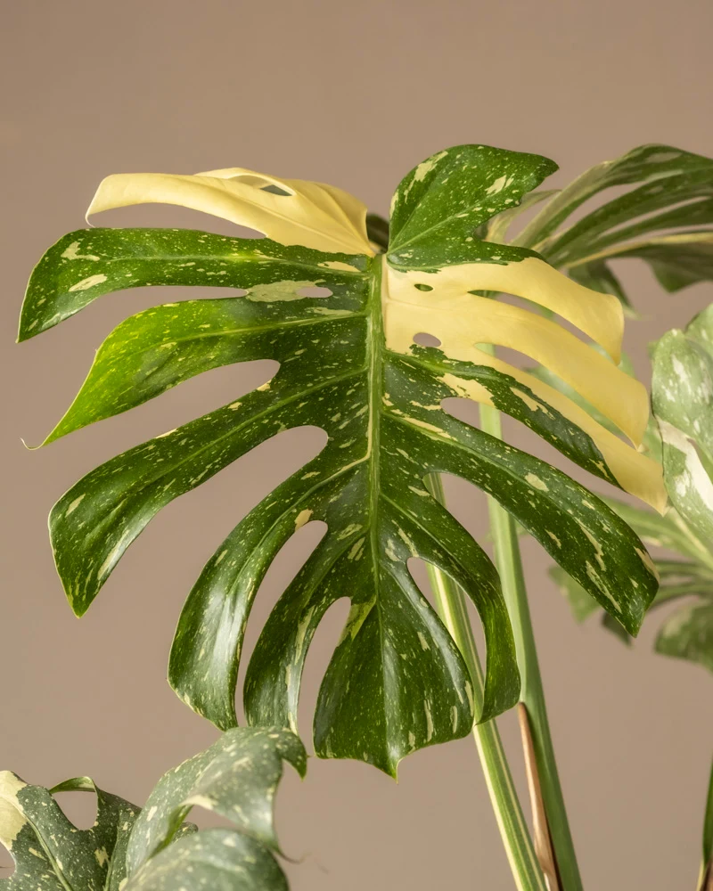 Monstera deliciosa 'Thai Constellation'