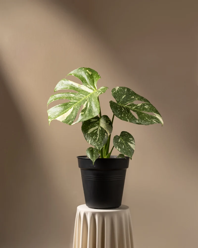 Monstera deliciosa 'Thai Constellation'