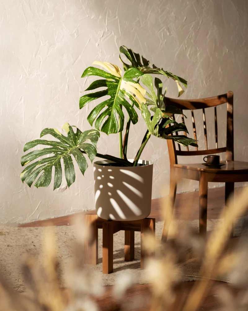 Monstera deliciosa 'Thai Constellation'