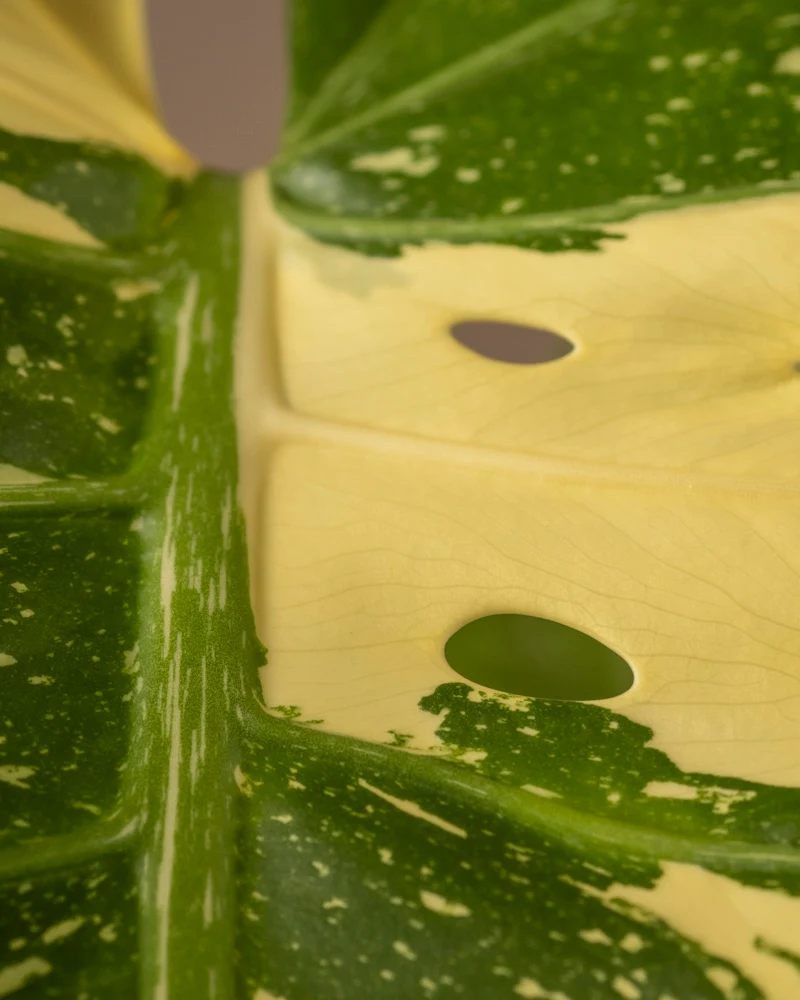 Monstera deliciosa 'Thai Constellation'