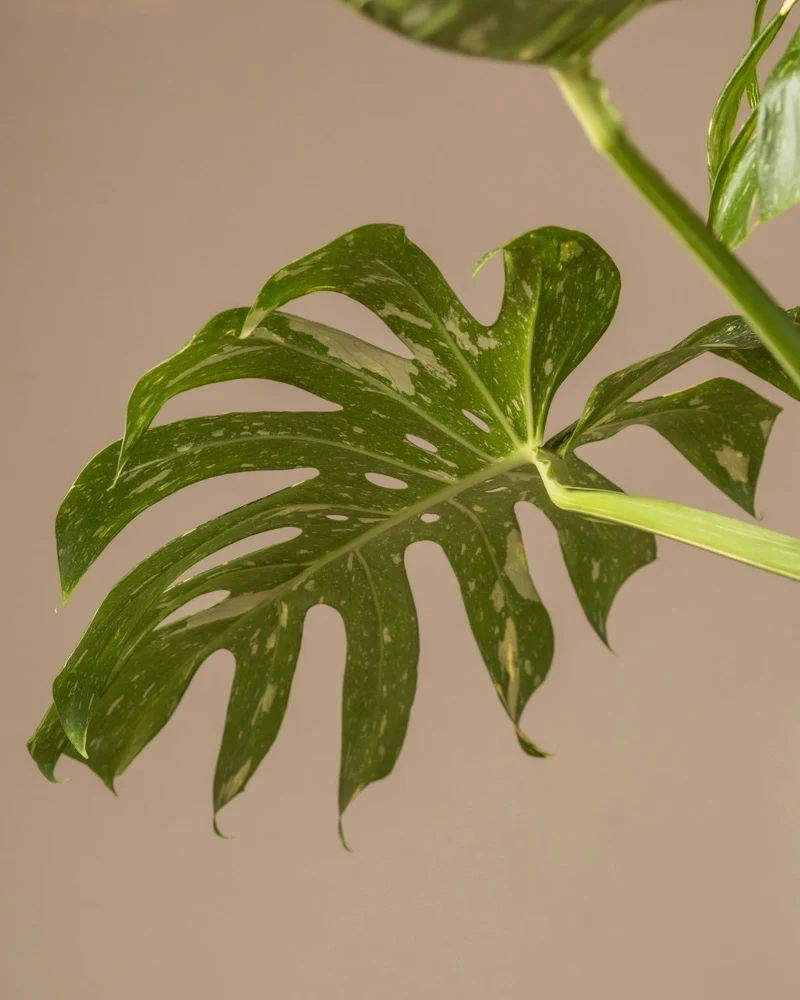 Monstera deliciosa 'Thai Constellation'