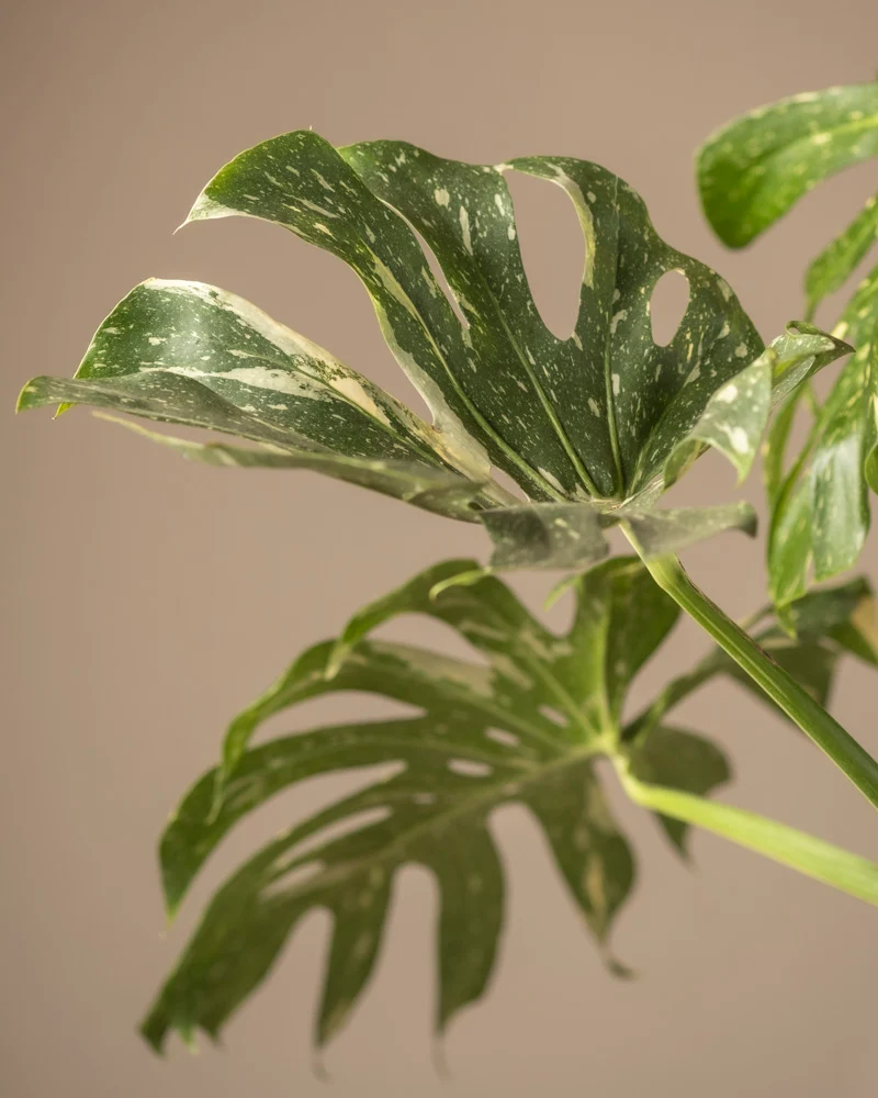 Monstera deliciosa 'Thai Constellation'