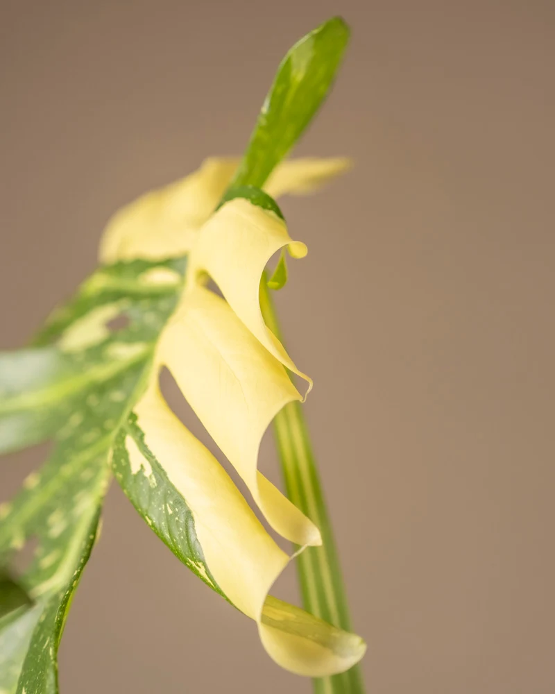 Monstera deliciosa 'Thai Constellation'